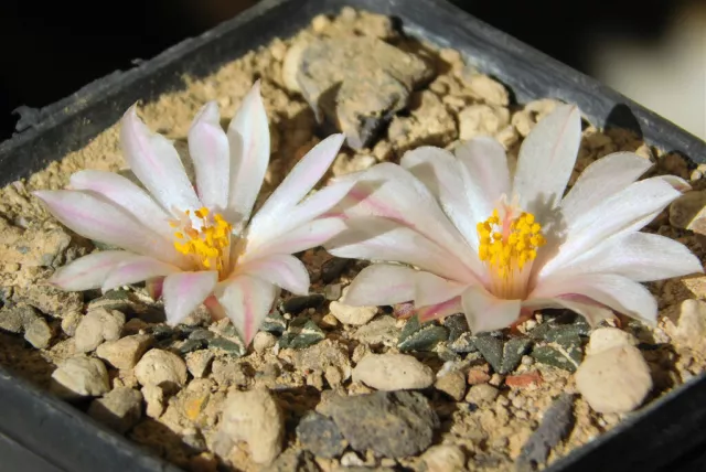 LIVING ROCK CACTUS (Ariocarpus kotschoubeyanus var. Albiflorus) 10 seeds 2