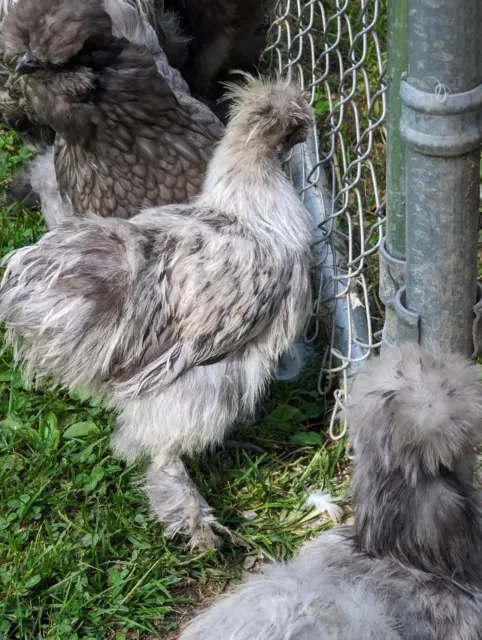 10+ SILKIE hatching eggs Showgirl/frizzle/Naked Neck/satin/paint. $10. ...