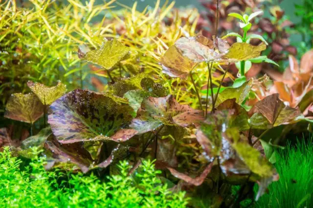 BUY 2 GET 1 FREE Tiger Lotus Water Lily Nymphaea Zenkeri Live Aquarium Plants ✅