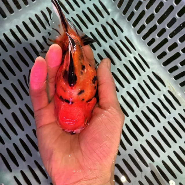 LIVE  goldfish Fish~Goldfish Thai shorttail  Shogun Oranda 5 Inch Male
