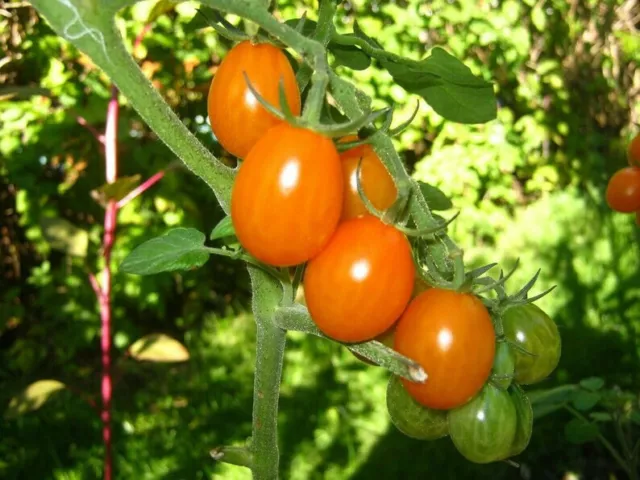 30 graines Tomates Poire orange de culture bio Très productive