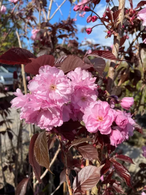 Prunus serrulata Royal Burgundy tree Bare Root 120-150cm plant flowering cherry