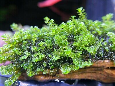 Rare Jade Lotus Moss Freshwater Live Aquatic Plant