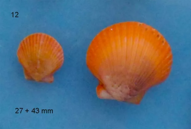 2 Aequipectens Flabellum Sénégal    N°12