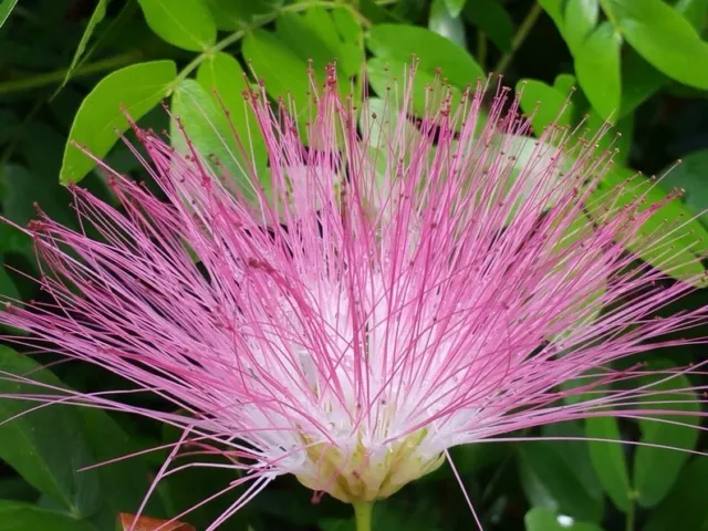 Pink Mimosa / powderpuff Tree Cuttings, 5 Unrooted Cuttings 8 - 10 inches