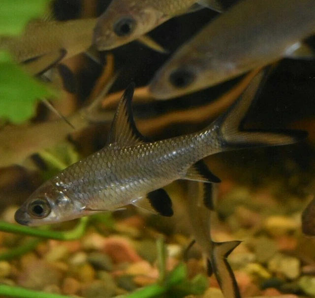 Live 2" Bala Shrk (Pack of 3 Freshwater Aquarium Fish) *PLS READ DESCR* 3