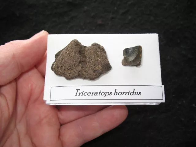 Cretaceous Triceratops Hell Creek dinosaur Frill fragment and Tooth fossil #7