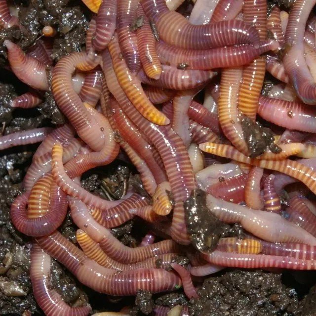 400 Waxworms Bulk Live Reptile Food Livefood waxworm Wax Worms