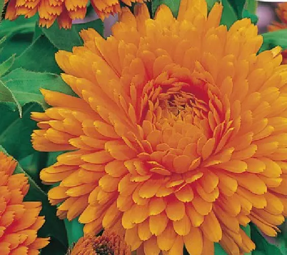 CALENDULA GIGANTE - Calendula officinalis 250  Semillas - seeds