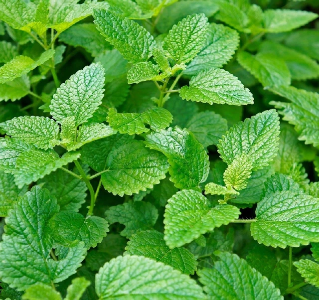 Lemon Mint Seeds | Non-GMO | Heirloom | Fresh Herb Garden Seeds
