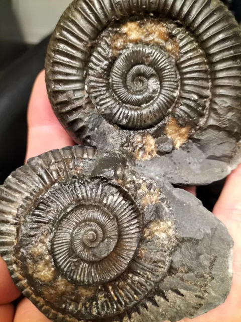 Dactylioceras Sp Ammonite Pos Neg Whitby Yorkshire Uk Dinosaur Fossil