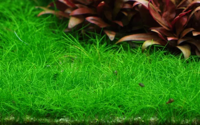 Mélange Ensemble Avec 5 Tropica Dans Vitro Plantes Aquariumpflanzenset Nr.41 3