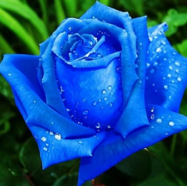 10 X Rare Blue Rose Seeds Garden Plant Flower Quality Seedling UK