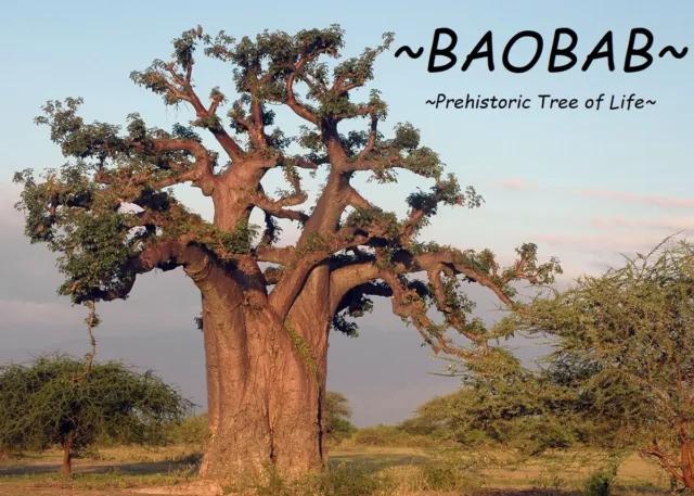~BAOBAB~ Adansonia Digitata Prehistoric Tree of LIFE Excellent Bonsai 6 Seed USA