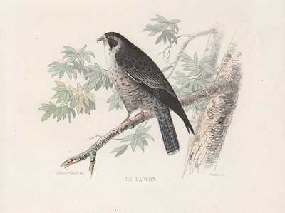 Falken Sakerfalke Saker Würgfalke Chromolithography De 1903 Falken Falcon Falk 