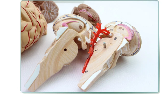 LIFE SIZE HUMAN Anatomical Brain Artery Anatomy Medical Teach Model ...