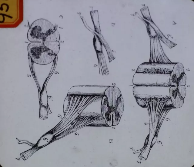Spinal Cord Section Drawings, Magic Lantern Glass Slide, British Sized