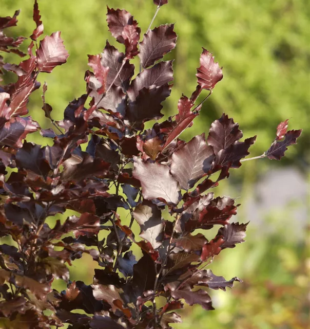 Säulen Blutbuche Dawyck Purple 125-150cm - Fagus sylvatica