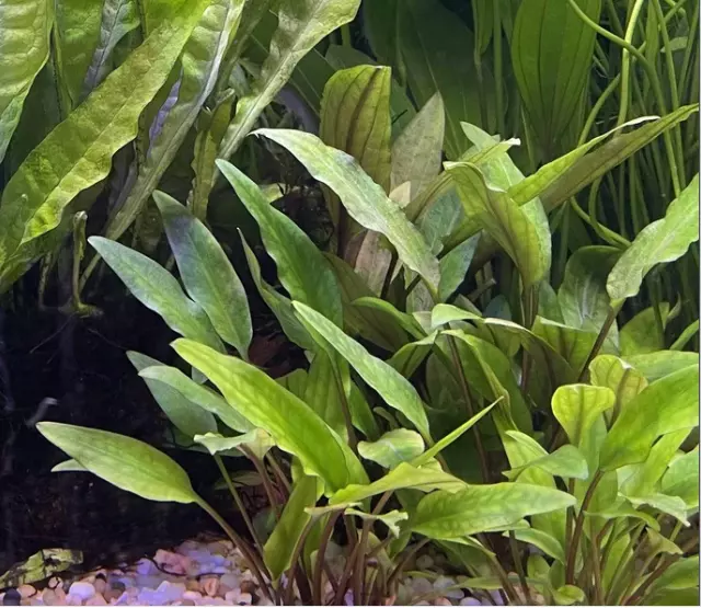 Cryptocoryne lutea 1 touffe plante aquarium facile robuste