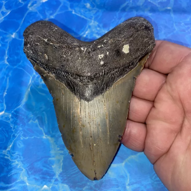 Megalodon Shark Tooth 5.14” Huge Teeth Meg Scuba Diver Direct Fossil Nc 2909