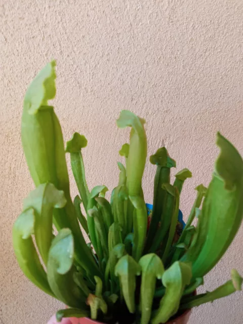 Planta Carnivora SARRACENIA NO SEMILLA Ø9 plantas terrario