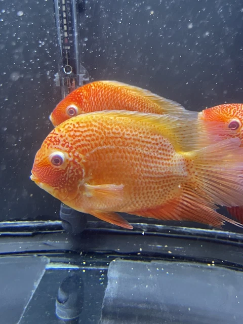 Jumbo Red Spotted Severum Cichlid - Heros sp. - Live Fish  7-8in
