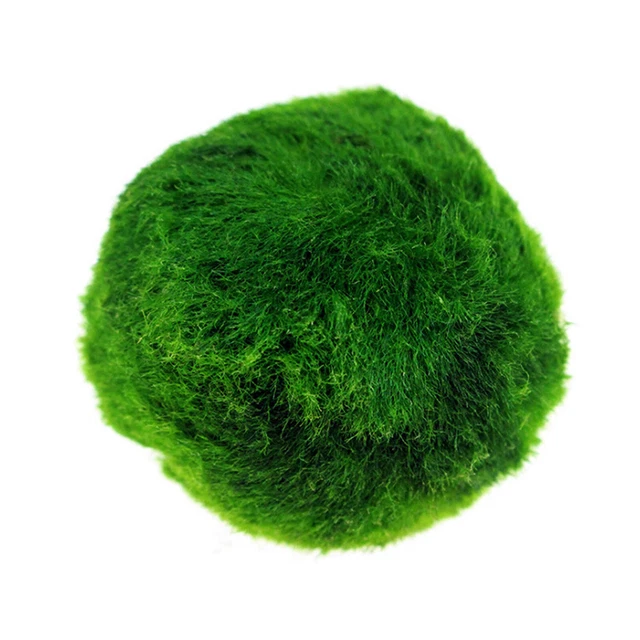 5-20Pcs Marimo Moss Ball Cladophora Live Aquarium Plant Fish Aquarium Decor USA