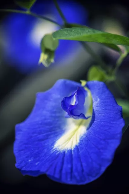 SAMEN Garten Balkon Samen exotische Pflanze Kübelpflanzen Zimmerblume Exot SCHA