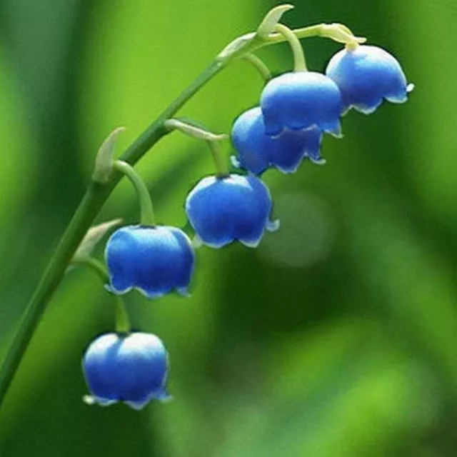 'Blue Flower Goddess' Muguet bleu Graines de fleurs Plantes vivaces rares