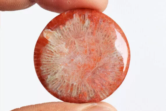 33 Cts Natural American Red Horn Coral Loose Gemstone Round Cabochon 3