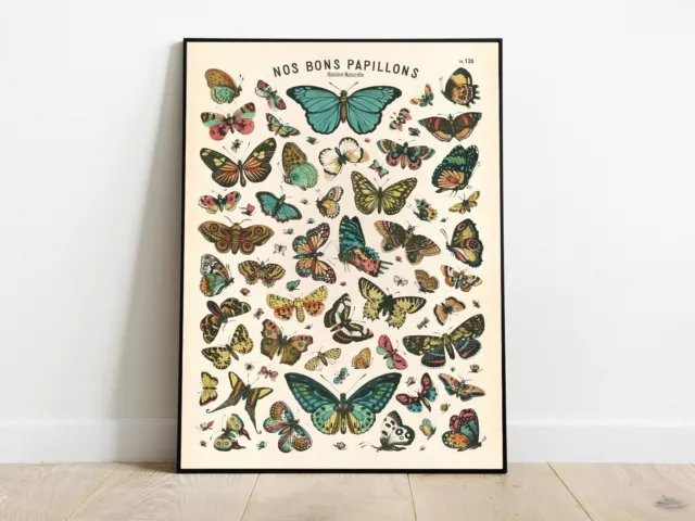 Vintage Butterfly Chart, Wall Art, Cotton Canvas, Papillon, French Art