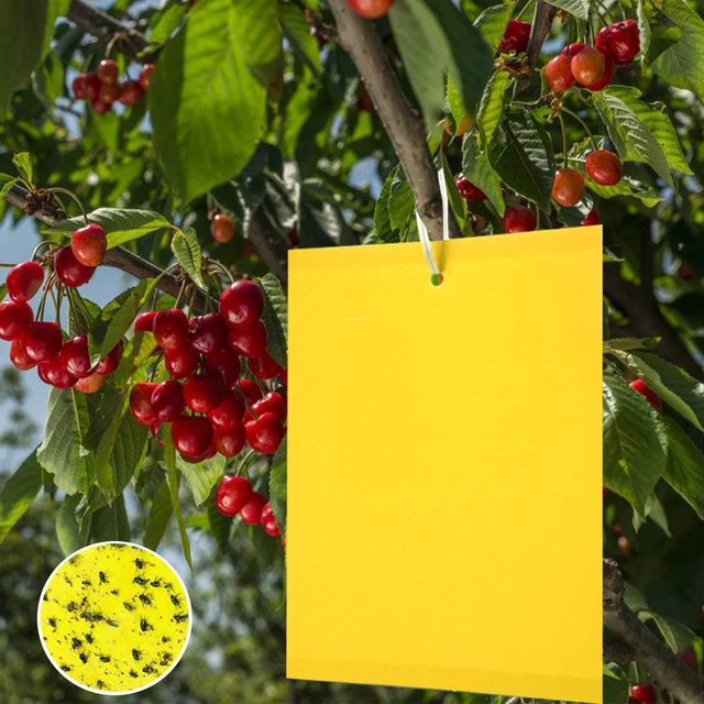 20 Trappole Appiccicose Gialle Per Insetti Volanti, Bilaterali A Forma Di Tulipano, Rosa, Albero, Pianta Grassa, Per Mosche Bianche E Moscerini In Giardino E Balcone