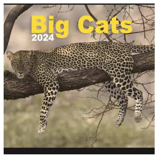 BIG CATS 2024 Calendar Large Square Wall Wildlife Calendar 28Cm X 28Cm