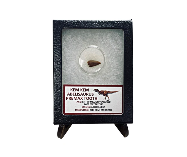 Kem Kem Abelisaurus Premax Tooth