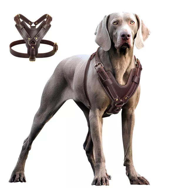 Genuine Leather Dog Harness for Large Dogs Heavy Duty Pitbull Rottweiler Boxer