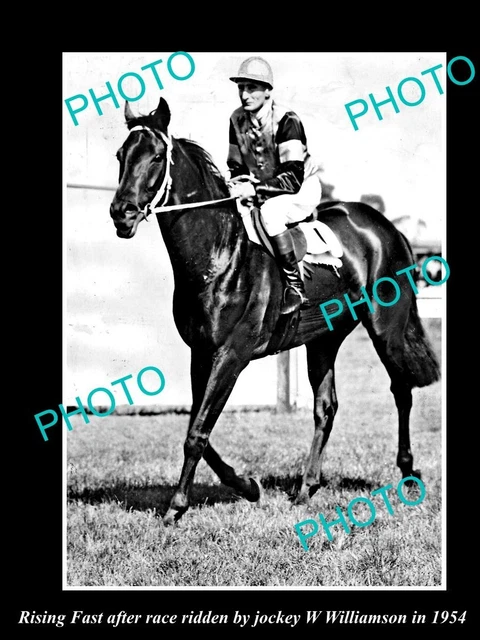 OLD LARGE HISTORICAL PHOTO OF CHAMPION AUSTRALIAN RACE HORSE RISING FAST c1954