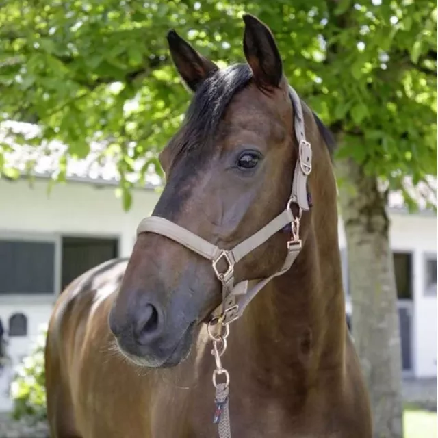 Covalliero Neckholder (Farbe: Holz, Größe: Pony)