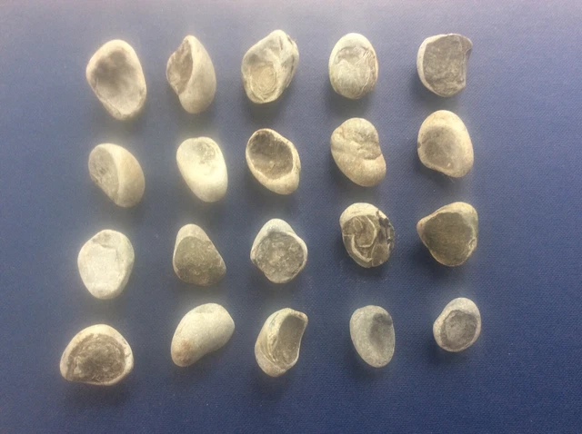Joblot 20 Rock Fossils Yorkshire Coast Jurassic Gryphaea Arcuate Devils Toenail