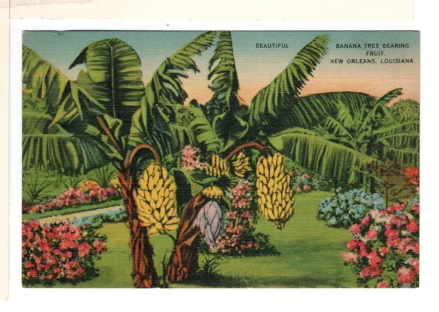 Linen Postcard Beautiful Banana Tree Bearing Fruit in New Orleans LA - SB1