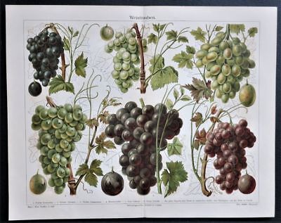 Decorative Lithograph with Grapes from 1900