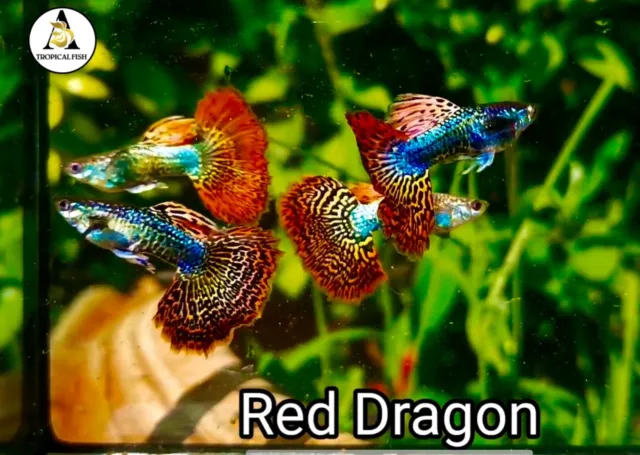 1 Trio☆SUPPER RED DRAGON DUMBO INDO-Live Guppy Fish Grade A+++