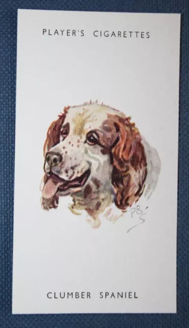 CLUMBER SPANIEL  Vintage Portrait Card  QC28