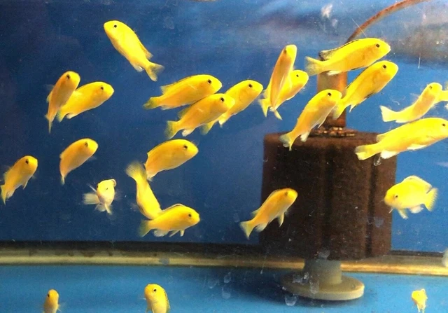 Live Fish (5) Lake Malawi African Cichlid Electric Yellow Labidochromis