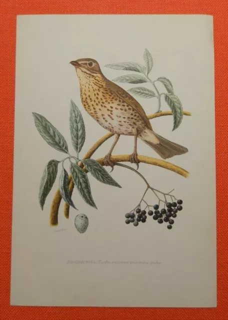 Singdrossel (Turdus philomelos)  Farbdruck 1953 Ornithologie