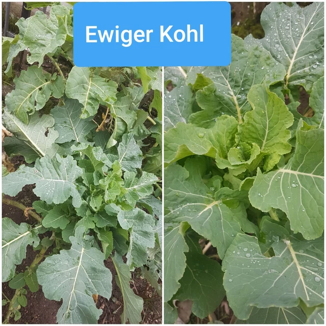Ewiger Kohl, 1000 jähriger Kohl, brassica oleracea mindestens 20 Samen