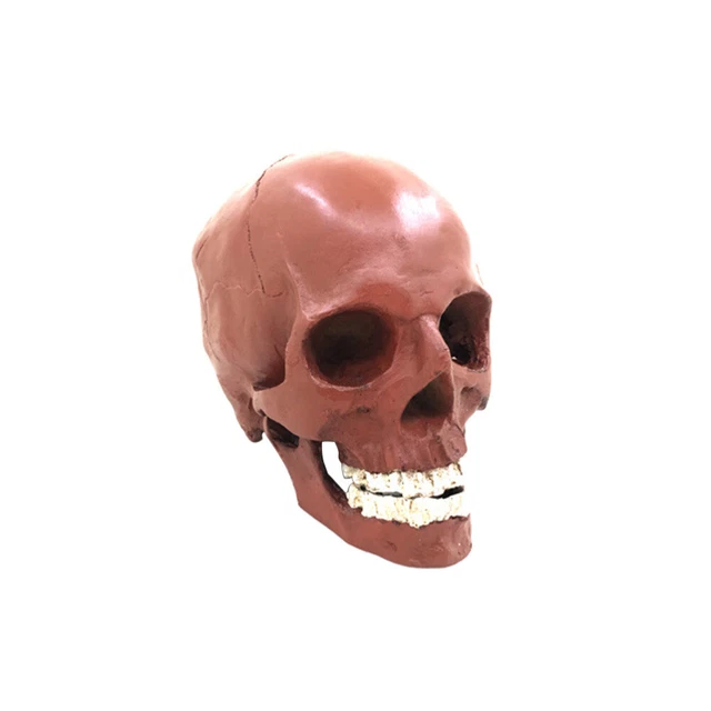 Lifesize 1:1 Human Skull Model Replica Resin Medical Anatomical Tracing Medical