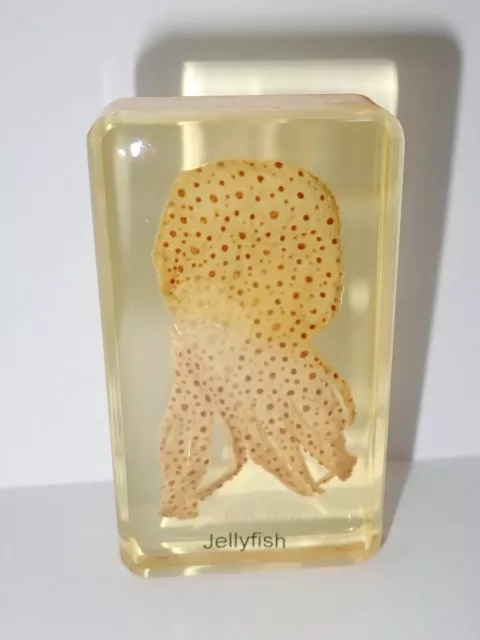 Sand Jellyfish 73x41x16 mm Amber Clear Lucite Block Learning Specimen BK2A