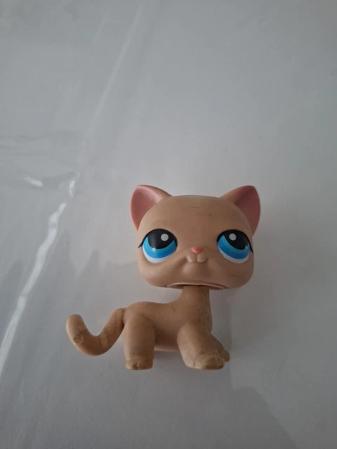 Authentique Petshop chat Européen 1377