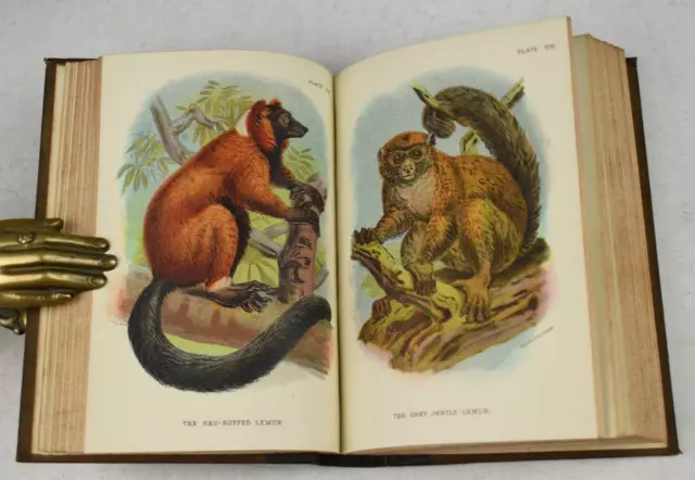 Lloyd’s Henry O. Forbes Handbook to the Primates 1896 41 COL Chromo Plts 2 VOLS