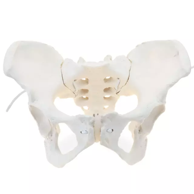 LIFE SIZE FEMALE Pelvis Model Flexible Female Anatomy Model 6017 Biology Diagrams
